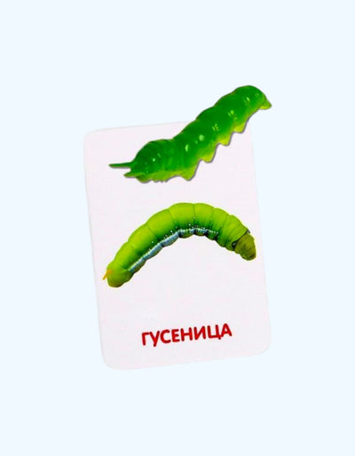 Kartochkalar bilan BukvaLand Developmental to'plami